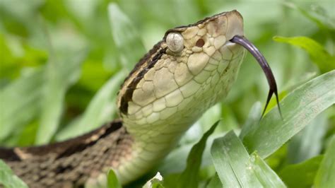 A Deadly Snake Bite Nearly Cost This Naked And Afraid。